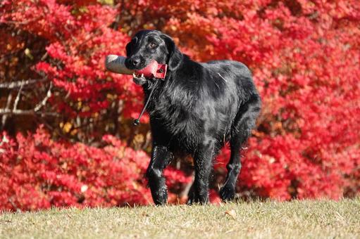 紅葉と黒犬 紅葉と黒犬 犬,大型犬,レトリーバーの写真素材