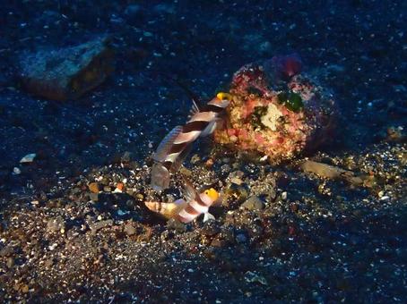 ネジリンボウのペア ネジリンボウのペア ネジリンボウ,ペア,魚の写真素材