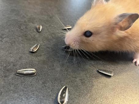 ヒマワリの種を食べるハムスター ヒマワリの種を食べるハムスターの写真