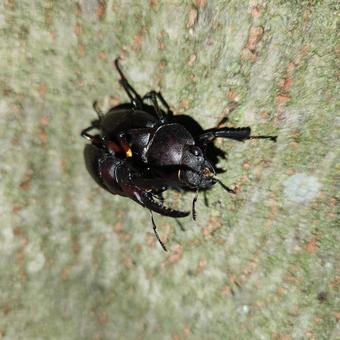 Photo, stag beetle, mating, insect, 