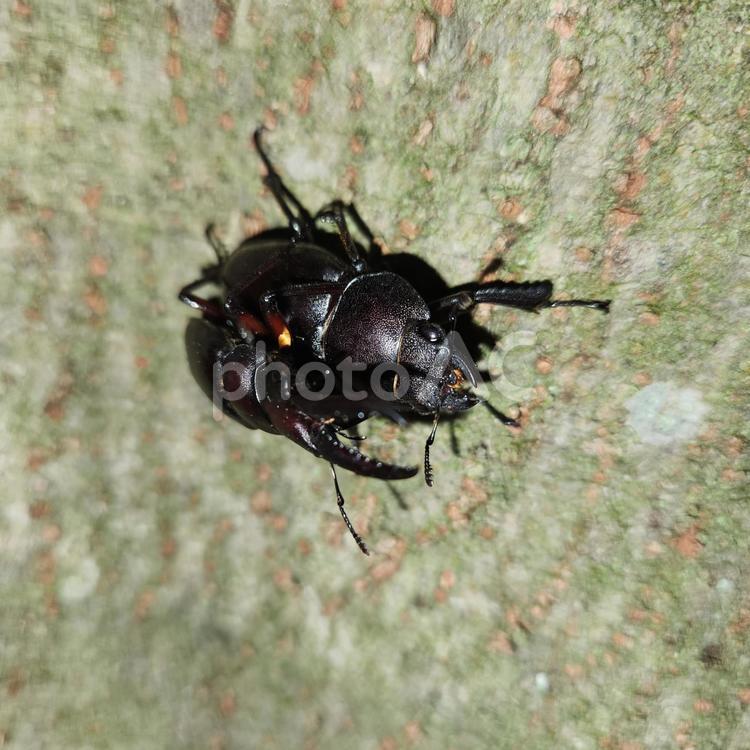 ノコギリクワガタ　交尾 クワガムシ,交尾,クワガタモドの写真素材