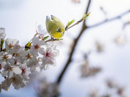 桜とメジロ・サクジロー 桜とメジロ・サクジローの写真