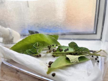 アゲハ蝶の幼虫 アゲハ蝶の幼虫の写真