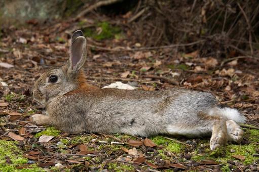 広島県大久野島の灰色のウサギ8 うさぎ,眠い,寝るの写真素材