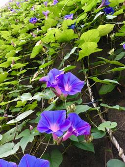 Photo, ryukyu morning glory, morning glory, yukune morning glory, 