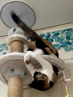 逆さま猫 逆さま猫の写真