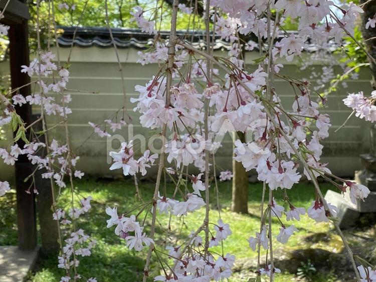 枝垂れ桜 木々,景色,木漏れ日の写真素材