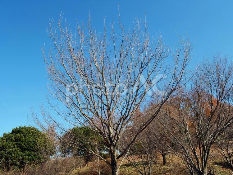 晴れた冬の公園の木々5 公園,冬空,晴天の写真素材
