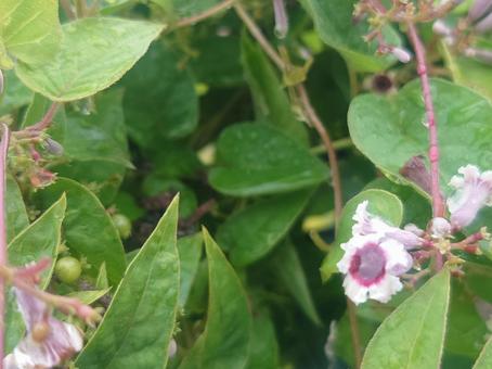 雨上がりヘクソカズラ(右下花2つ) 雨上がりヘクソカズラ(右下花2つ) 屁糞葛,paederiascanden,skunkvineの写真素材