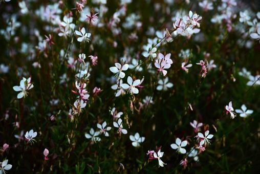 秋のガウラ（ハクチョウソウ） ガウラ,花,ハクチョウソウの写真素材