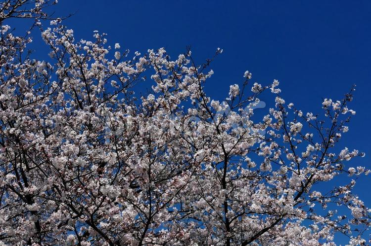 泉の土手に咲く白いソメイヨシノ 川,水,泉の写真素材