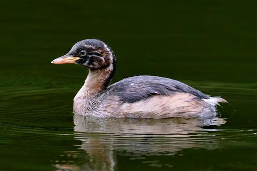 池のカイツブリ幼鳥２ カイツブリ,幼鳥,鳰の写真素材