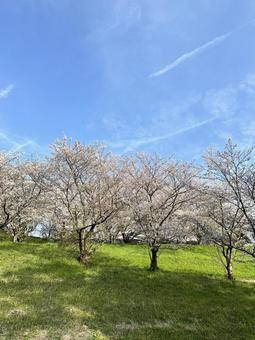 桜と空 桜と空 桜,桜並木,春の写真素材