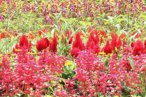 ケイトウが咲く花壇の写真