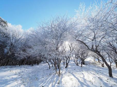 雪景色・冬の登山道(高ボッチ山) 雪景色・冬の登山道(高ボッチ山) 高ボッチ山,北アルプス,山の写真素材