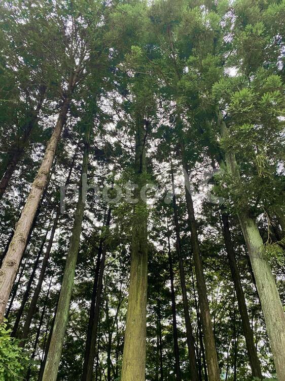 杉の木 草木,自然,青の写真素材