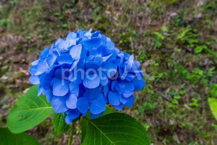 鮮やかな青い紫陽花のクローズアップ 紫陽花,青い紫陽花,クローズアップの写真素材