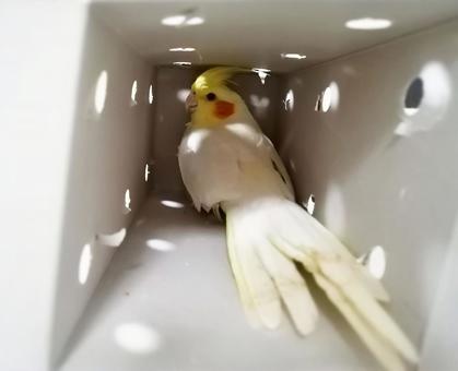 Photo, cockatiel adoption, cockatiel, pick you up, 