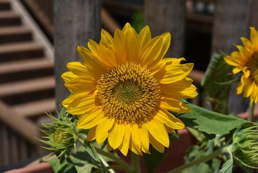 ミニヒマワリの花をアップです ミニヒマワリの花をアップですの写真