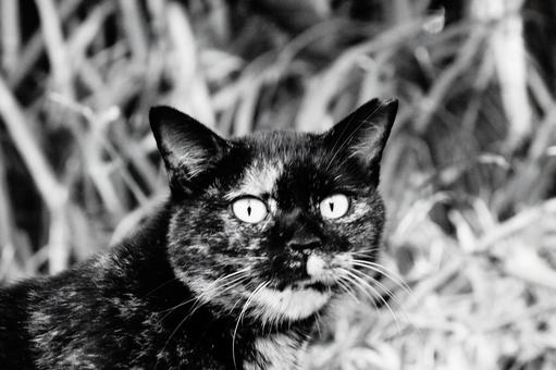 ねこ ねこ ねこ,野良,動物の写真素材