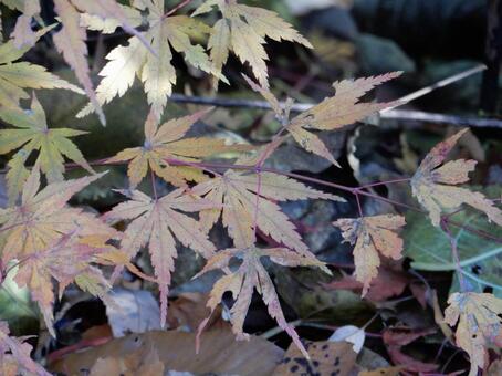 【紅葉写真】美しい紅葉風景 モミジ,紅葉,晩秋の写真素材