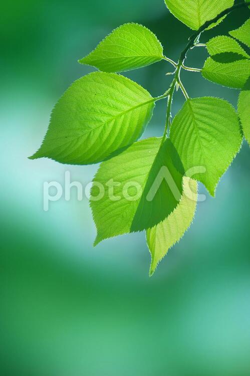新緑イメージ(縦構図) 自然,植物,樹木の写真素材