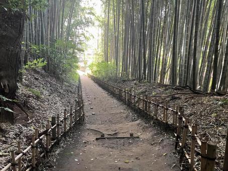 佐倉／ひよどり坂の竹林 ひよどり坂,竹林,竹の写真素材