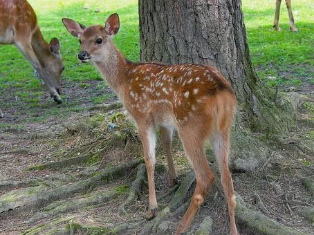 木の根元にいる子鹿 木の根元にいる子鹿の写真