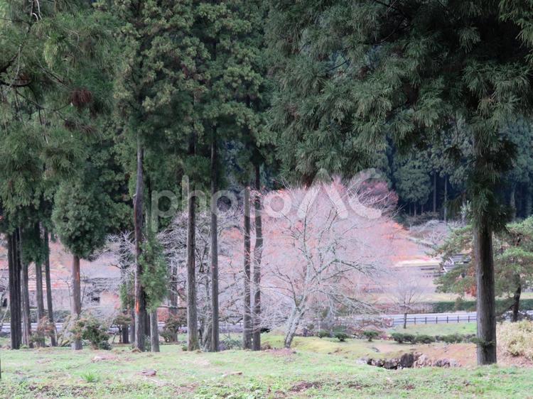 福井県、一乗谷朝倉氏遺跡の紅葉 一乗谷朝倉氏庭園,紅葉,福井県の写真素材