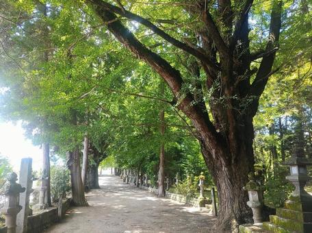 参道の大木の写真