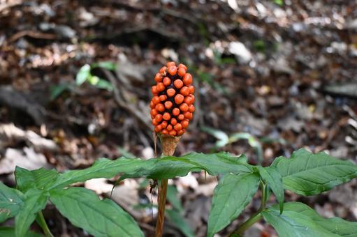 マムシグサ マムシグサ,マムシ草,ヘビノバッコの写真素材