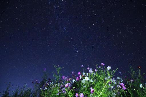 夜のコスモス畑と星空 夜のコスモス畑と星空 秋桜,星空,秋の写真素材