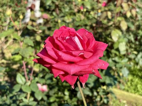 バラ レッドデビル バラ レッドデビルの写真