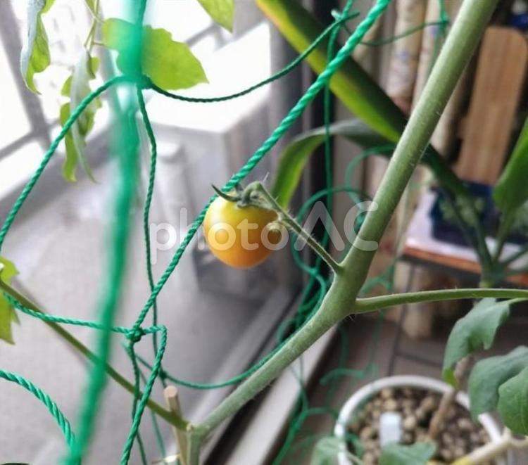 ミニトマトの実 家庭菜園,トマト,プチトマトの写真素材