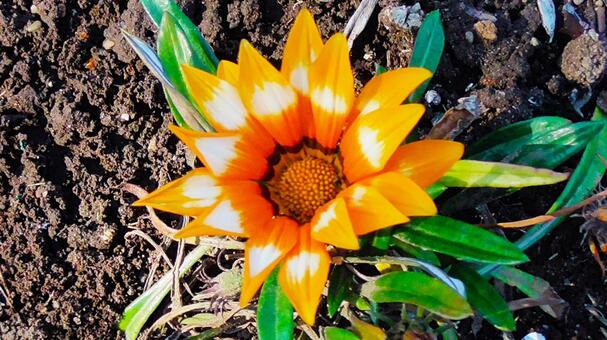 オレンジのお花 オレンジのお花の写真