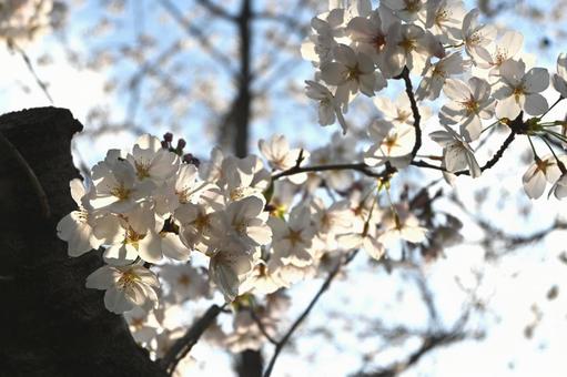 淡いソメイヨシノ 桜,ソメイヨシノ,木の写真素材