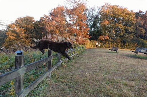 秋色をバックに柵っと 犬,大型犬,レトリーバーの写真素材