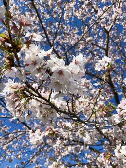 満開の桜と青空_桜アップ1 桜,青空,満開の写真素材