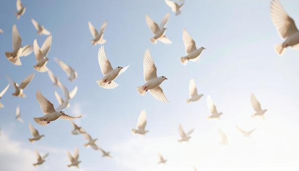 白い鳥、空 白い鳥、空の写真