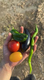 収穫した夏野菜を手に持って 収穫,トマト,ナスの写真素材