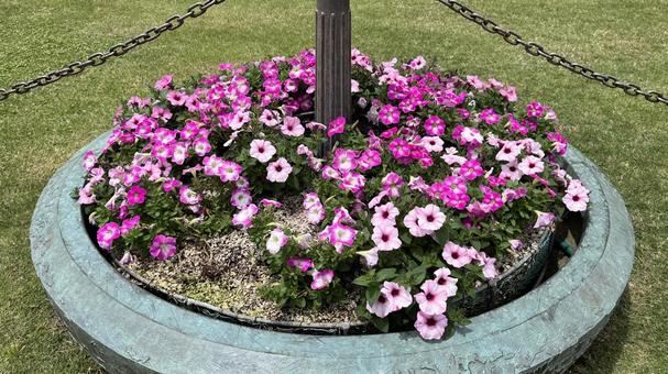 ピンク色の花(植え込み) ピンク色の花(植え込み) 花,ピンク色,花壇の写真素材