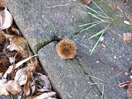 落果して道路上に転がるイガグリ イガグリ,栗,栗の実の写真素材