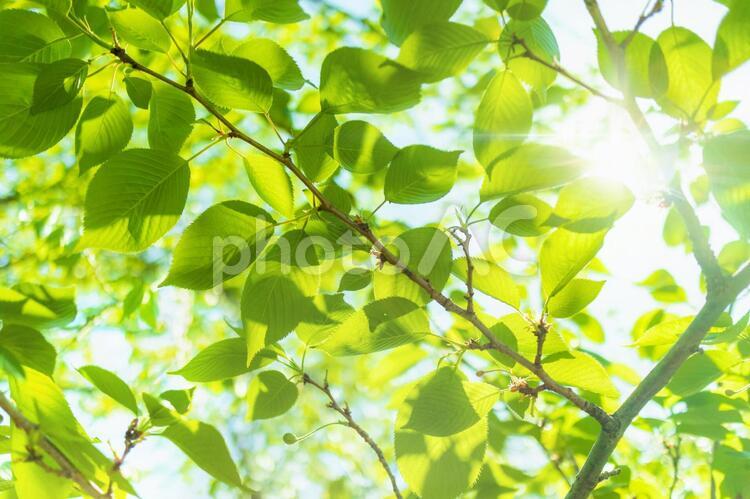 新緑 木漏れ日 5112 木漏れ日,新緑,夏の写真素材