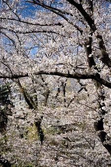 満開になった桜の木 満開になった桜の木の写真