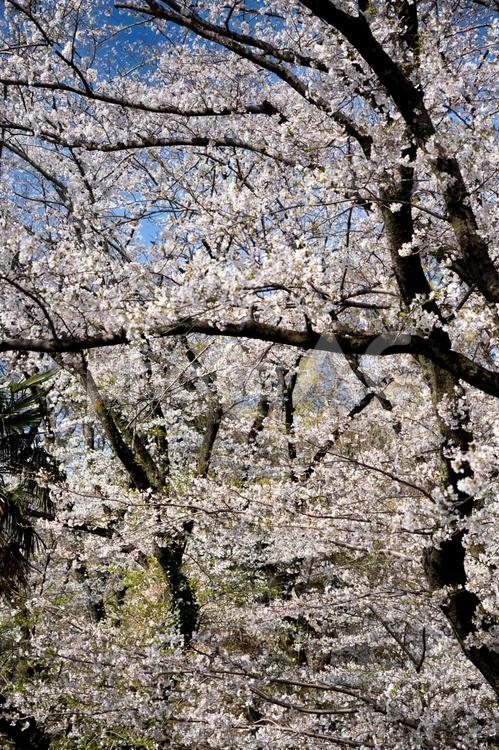 満開になった桜の木 桜,春,満開の写真素材