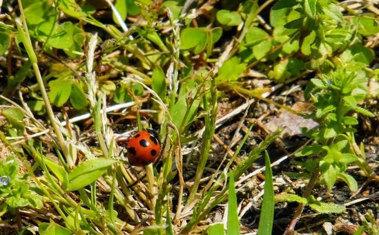 Photo, ladybird, cute, natural, 
