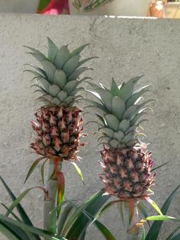 温室の壁際で育つパイナップルの実 パイナップル,植物,果実の写真素材