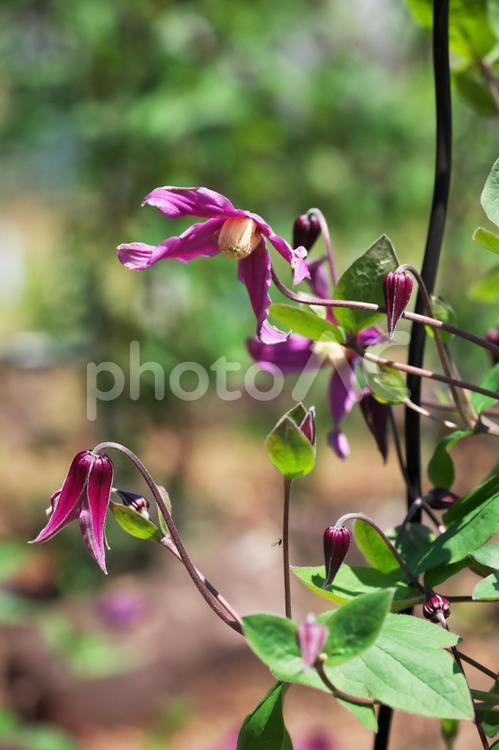 クレマチス　ロゼア クレマチス,ロゼア,clematisの写真素材