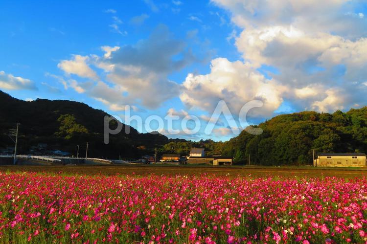 １０月下旬のさぬき市津田町の陽を浴びるコスモス畑 背景,秋桜,コスモスの写真素材
