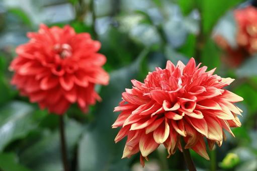色鮮やかな大輪 色鮮やかな大輪 ダリア,花,キク科の植物の写真素材